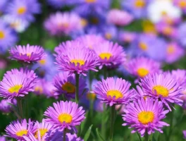 Aster Tokenomics: No Change? Seriously?